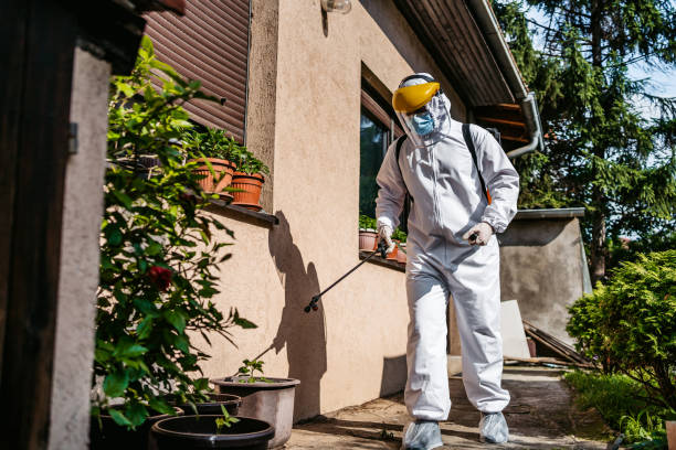 Best Wasp Removal Services  in Menahga, MN