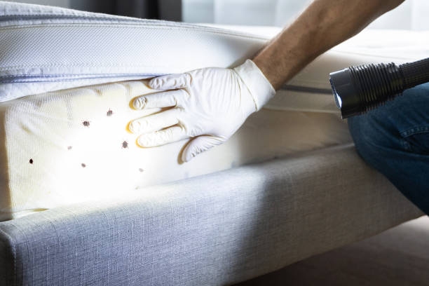 Best Pest Control Near Me in Menahga, MN